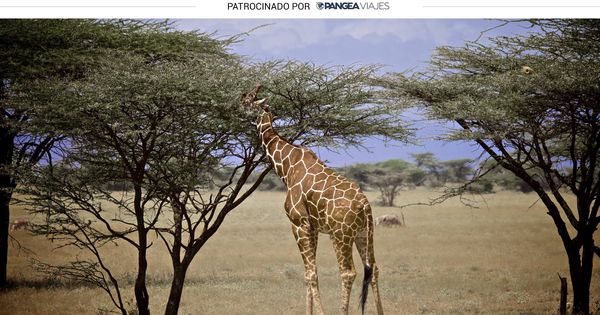 Foto: Una de las jirafas que pueden verse en Kenia. (Sol de la Quadra-Salcedo)