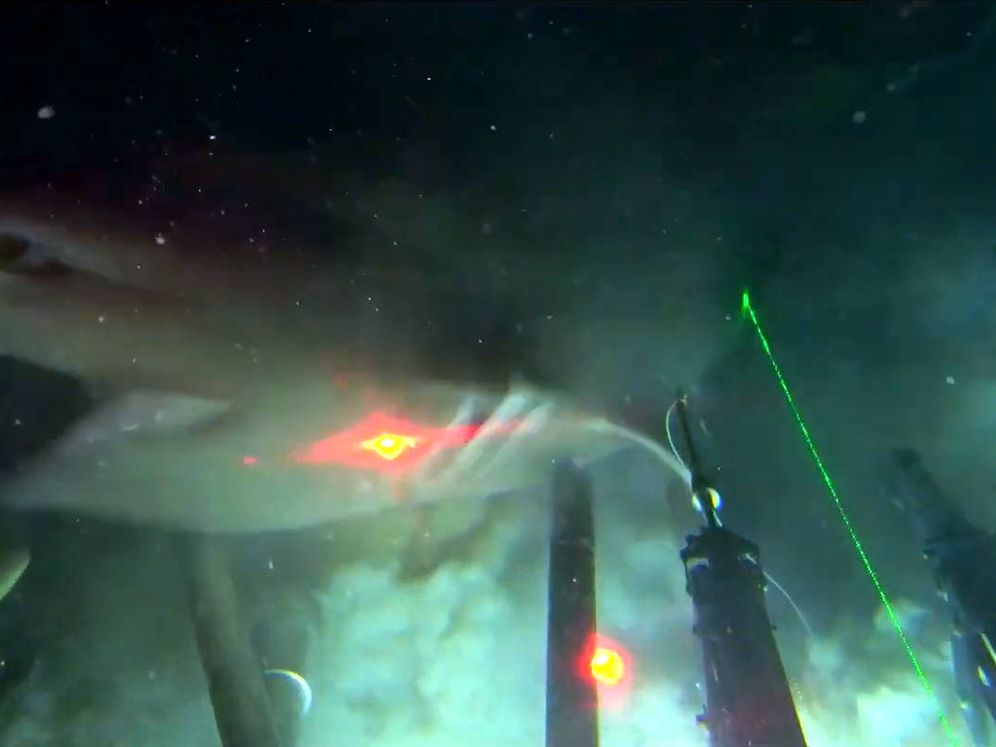 Foto: Los investigadores consiguieron su objetivo esperando al tiburón de seis branquias a casi 600 metros de profundidad (Foto: YouTube)