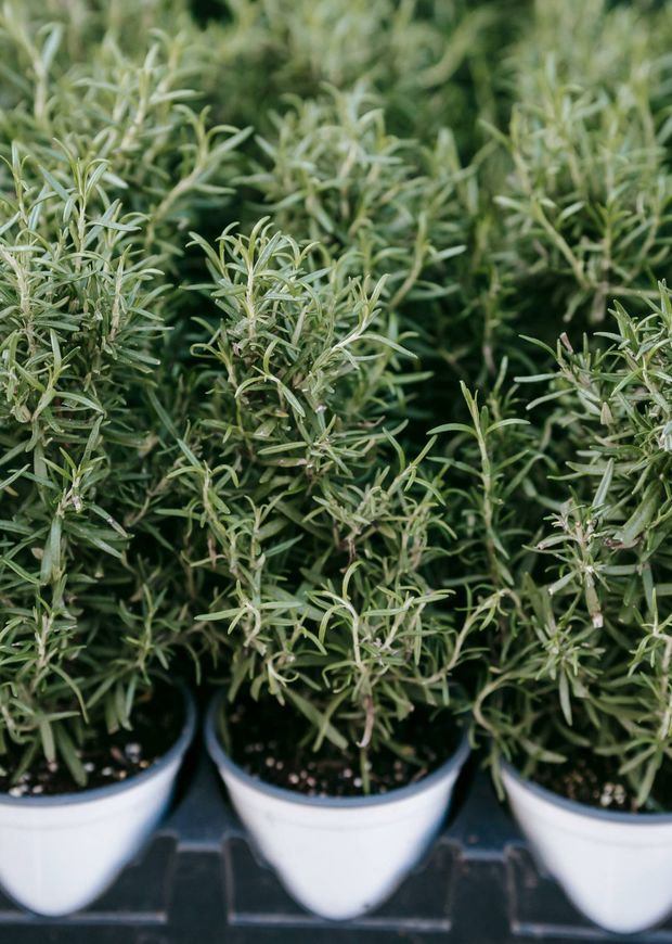 Las plantas de romero darán un olor muy agradable a tu hogar. (Pexels/Uriel Mont)
