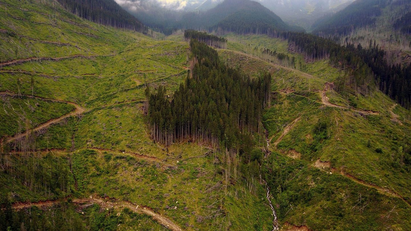Imagen facilitada por Agent Green que muestra una zona talada de árboles. (EFE)