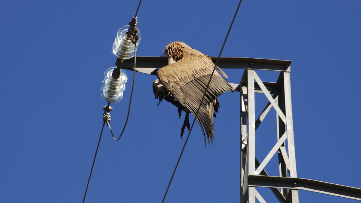 El mayor depredador de aves silvestres en España tiene un nombre inesperado