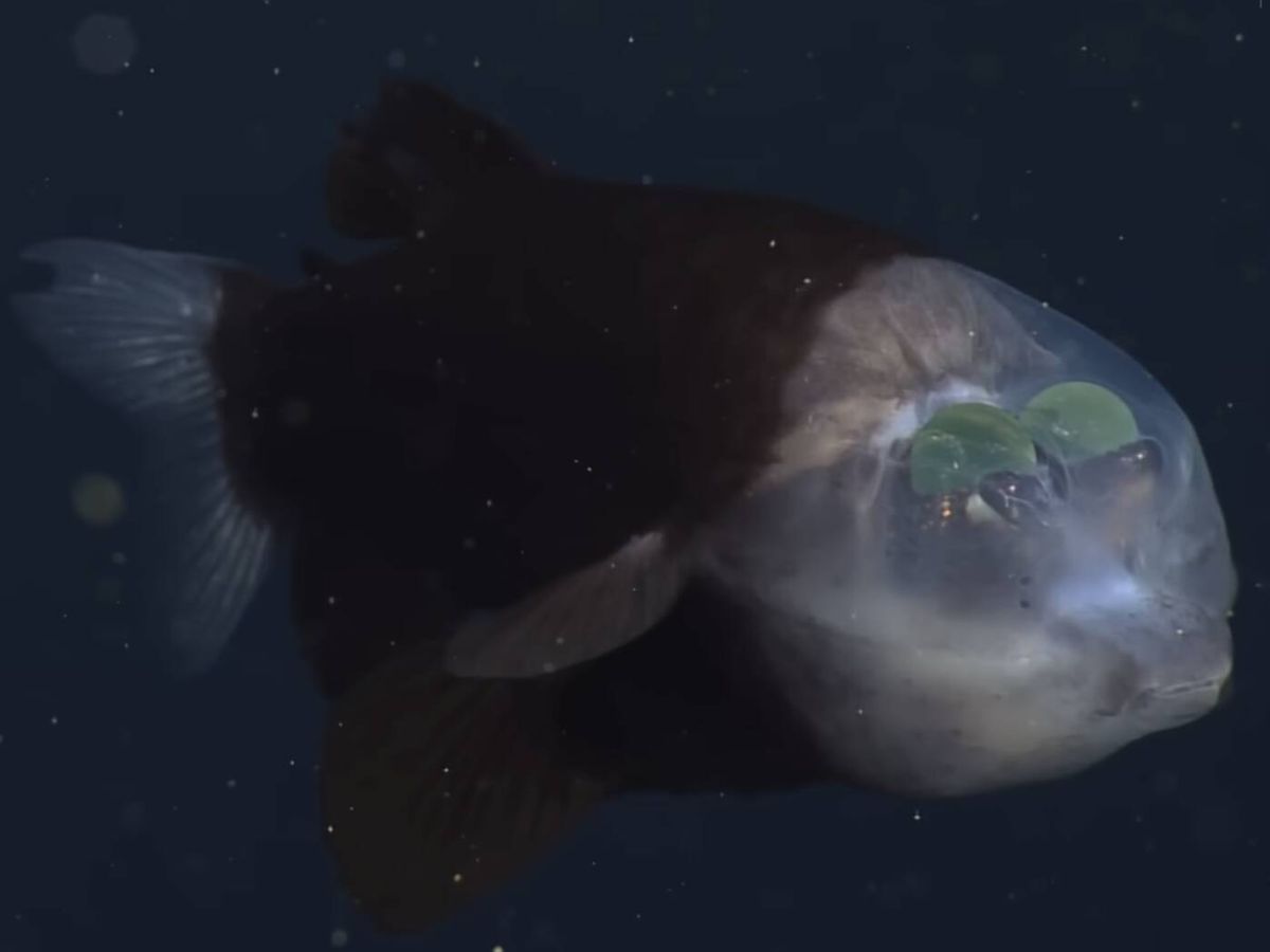 Expedição filma pela primeira vez peixe de cabeça transparente em seu habitat natural
