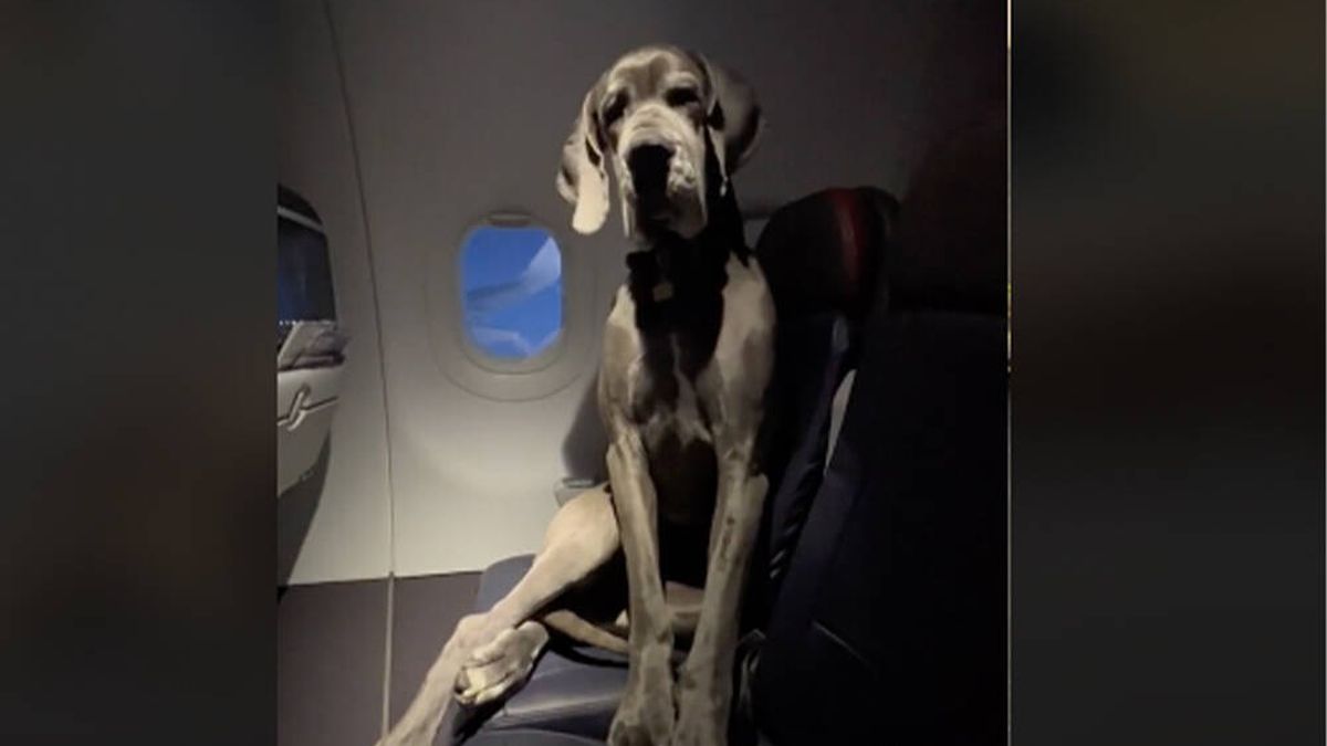 Compra dos asientos en un avión para su perro y así viaja su gran danés durante el vuelo