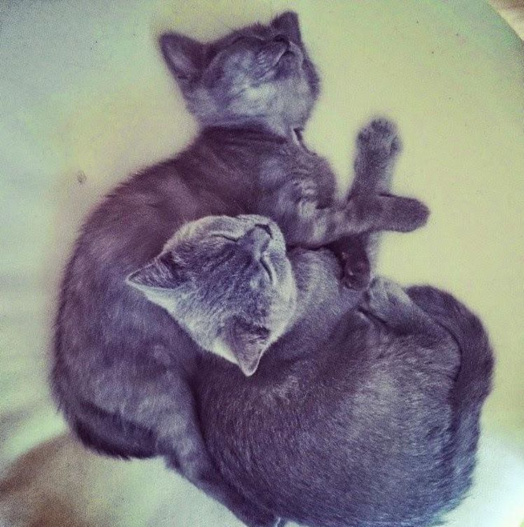 Una imagen de la pareja de gatos (Blogspot)