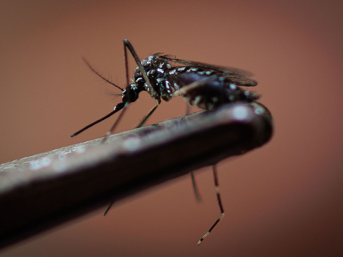 Foto: Un mosquito transmisor del dengue. (EFE/Isaac Fontana)