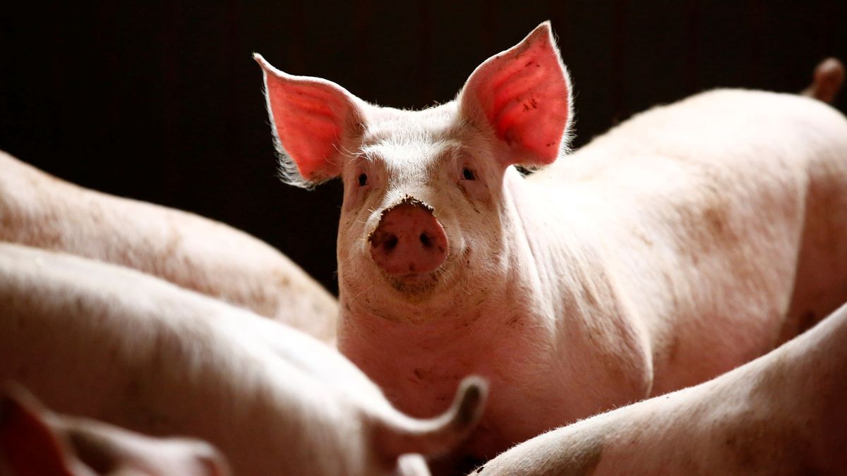 Logran restaurar las funciones cerebrales de varios cerdos que llevaban 4 horas muertos