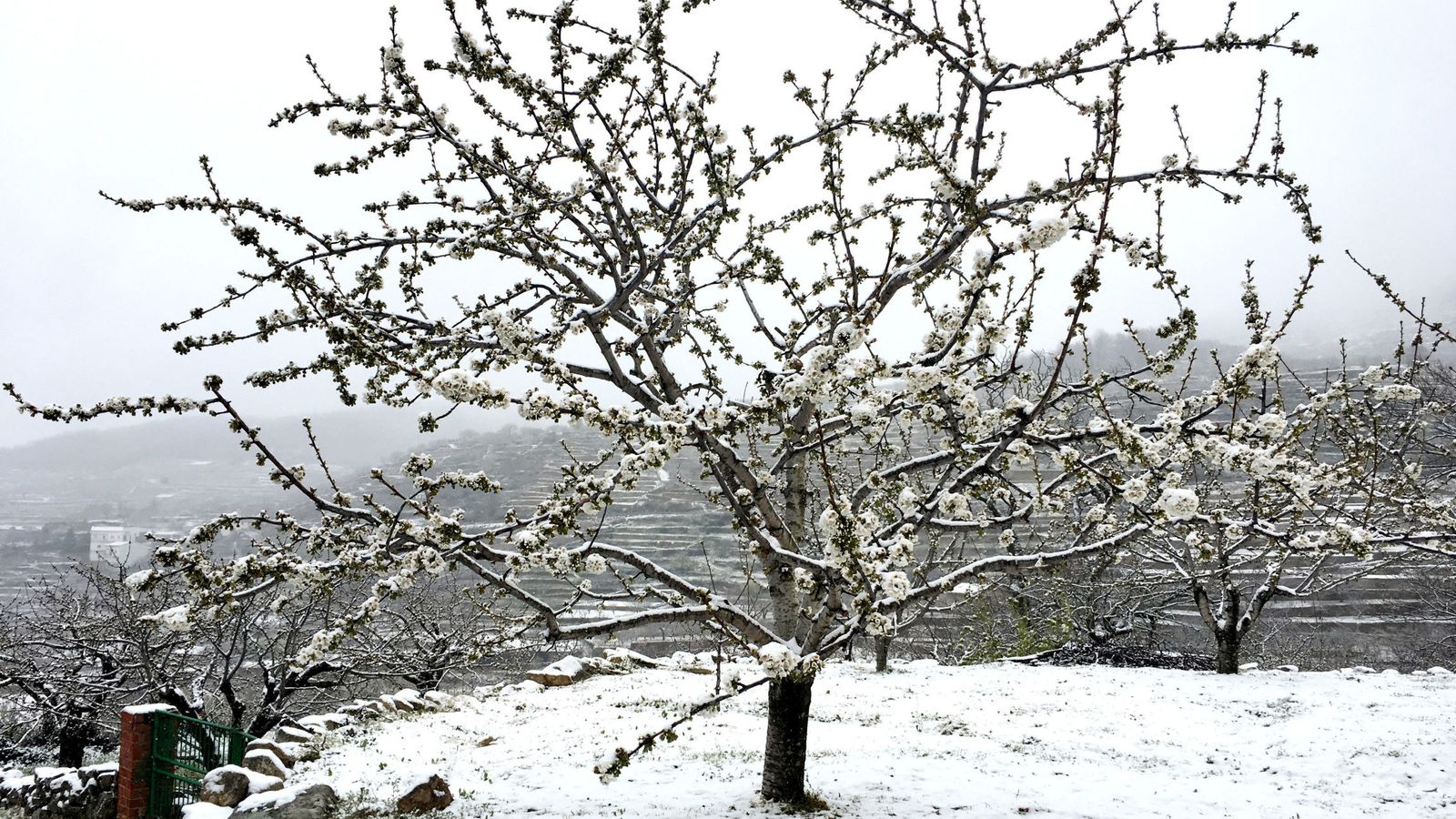 Foto: Un cerezo en flor cubierto por la nevada primaveral. (EFE)