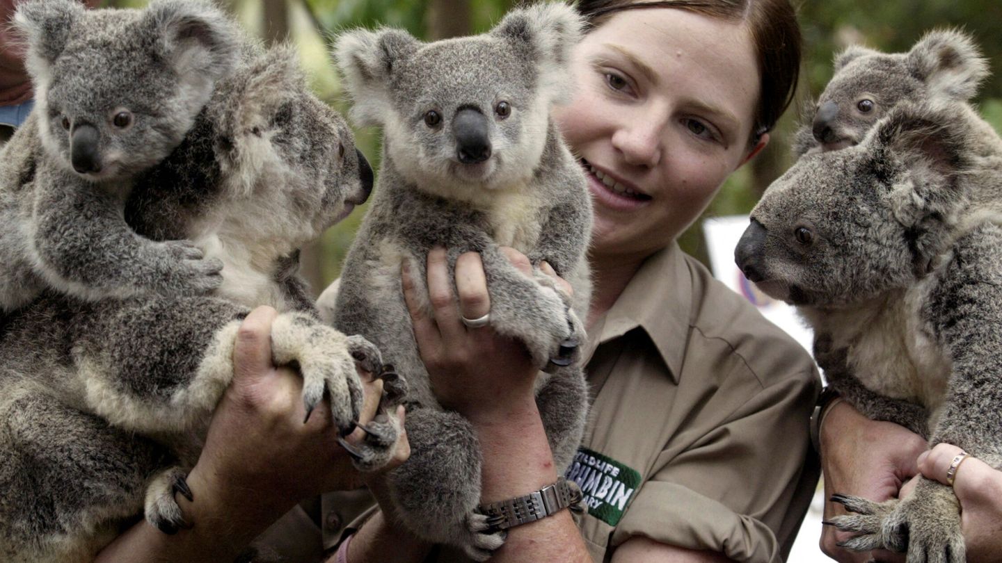 Koalas junto a una guardabosques en Australia. (REUTERS/Greg White)
