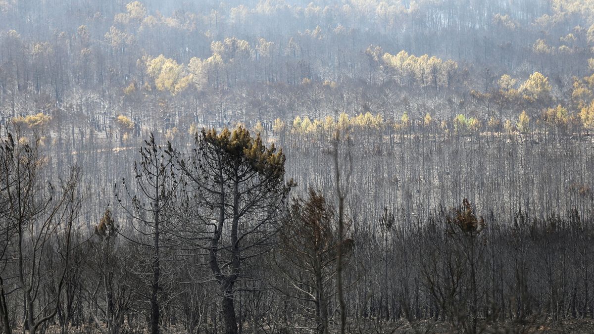 El fuego arrasa el modo de vida de sierra de la Culebra, Zamora: "Alguien lo va a tener que pagar"