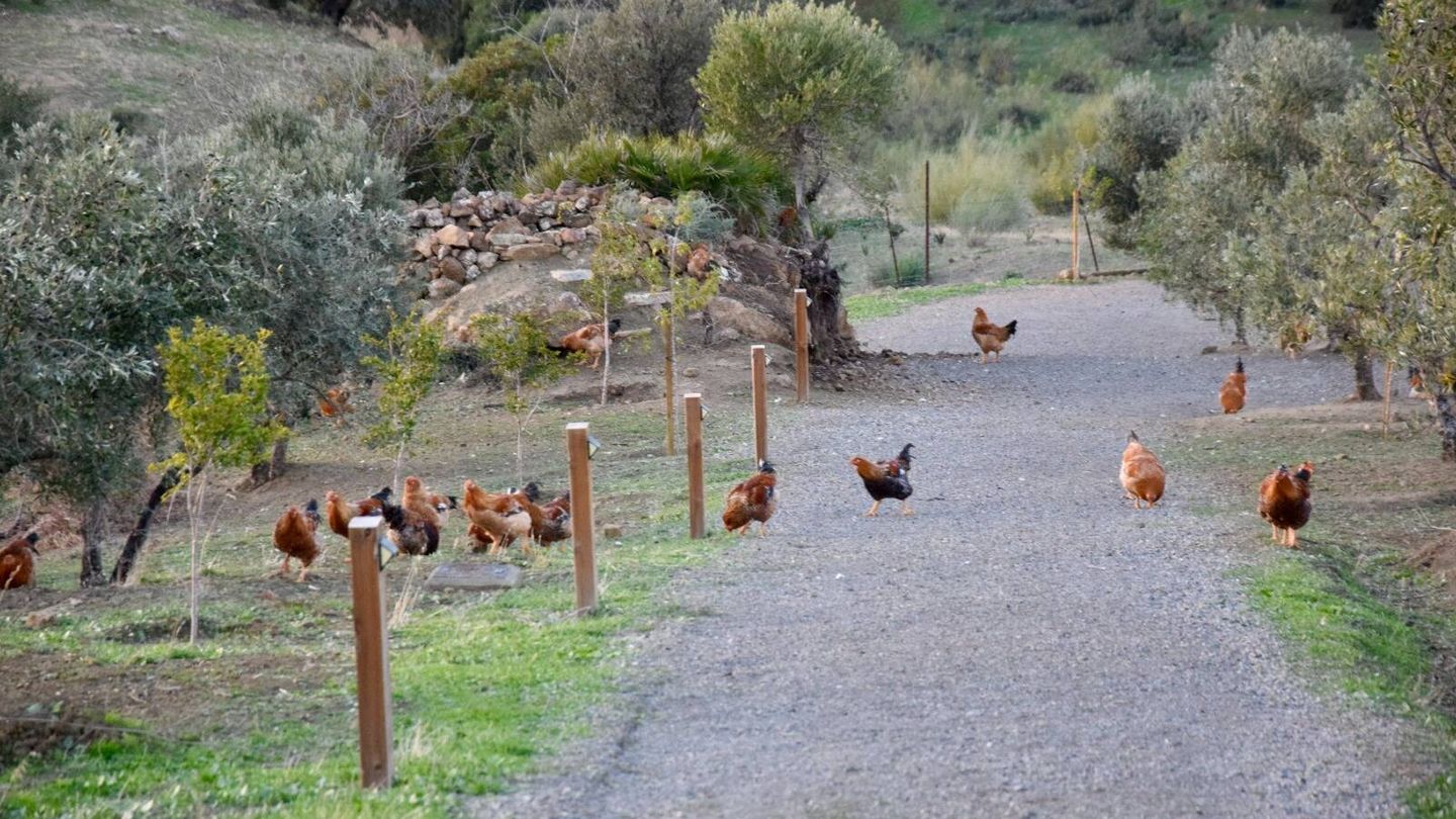 Los ejemplares se encuentran en una granja que propugna la avicultura sostenible. (Cedida)