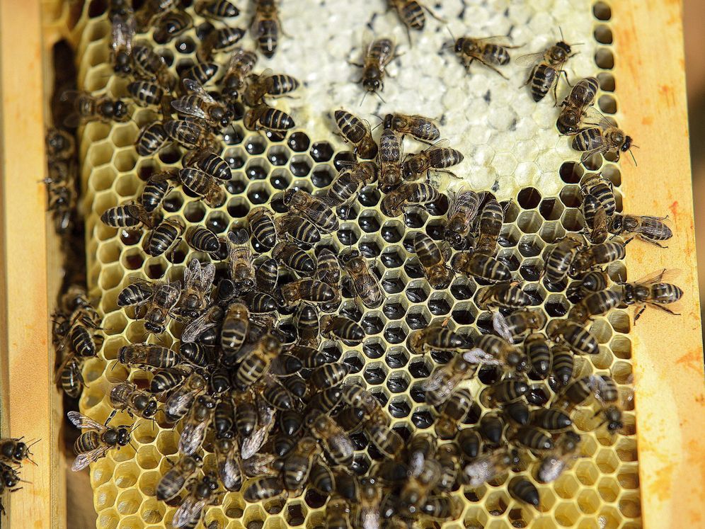 Foto: Granja de abejas. (EFE)