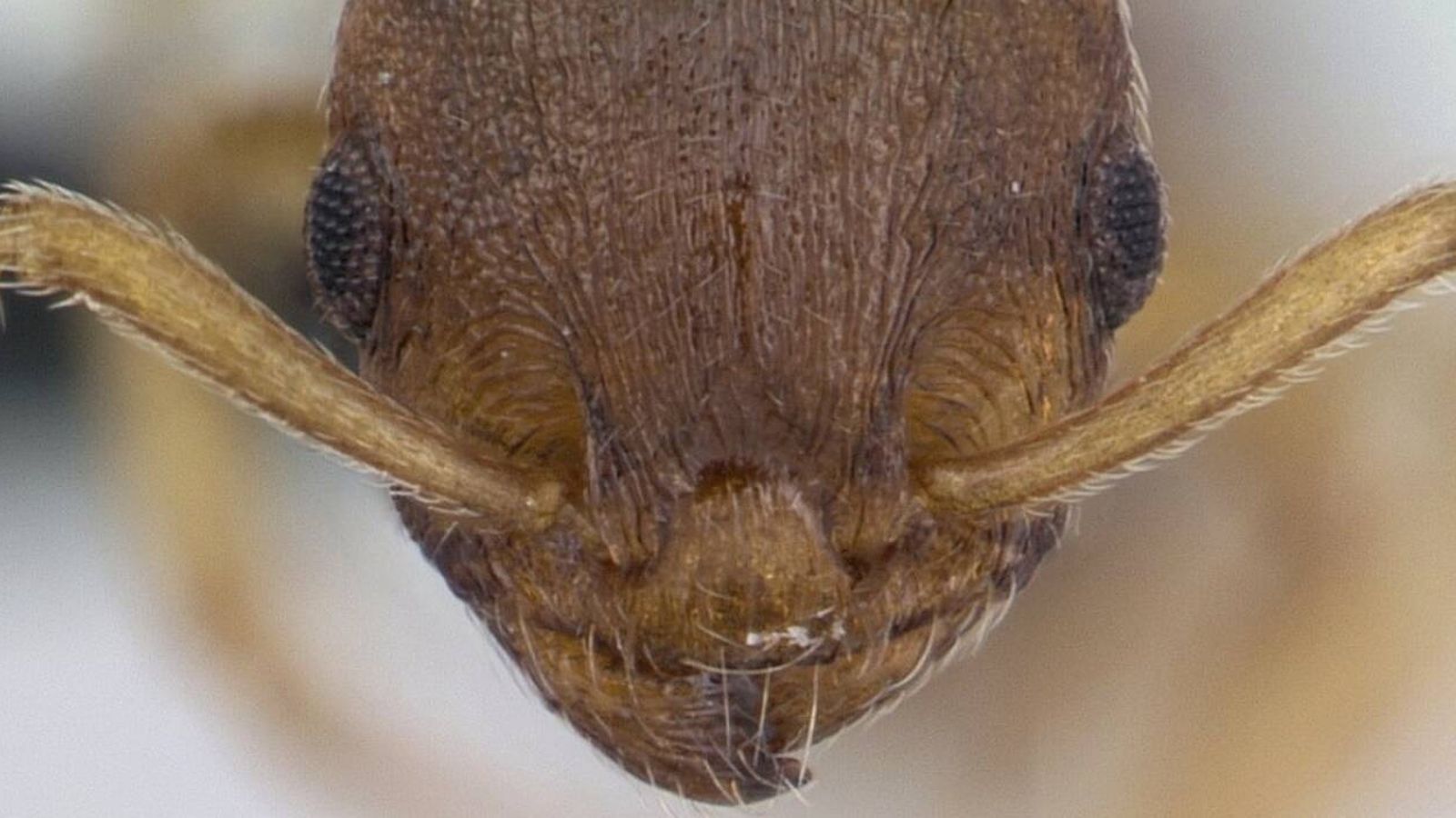 Un parásito hace que las hormigas vivan 10 veces más de lo que deberían y engaña a las demás para que las adoren
