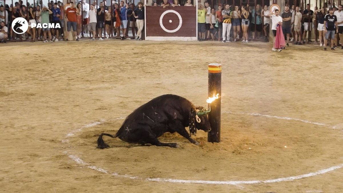 PACMA denuncia la caída de un toro en los 'bous embolats' en Oropesa (Castellón)
