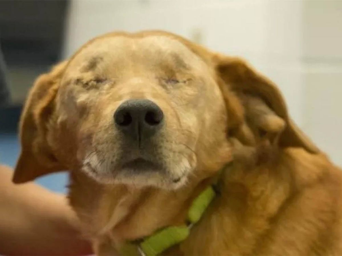 Foto: La conmovedora historia de Rusty, el perro al que extirparon sus ojos (Humane Animal Rescue of Pittsburgh)
