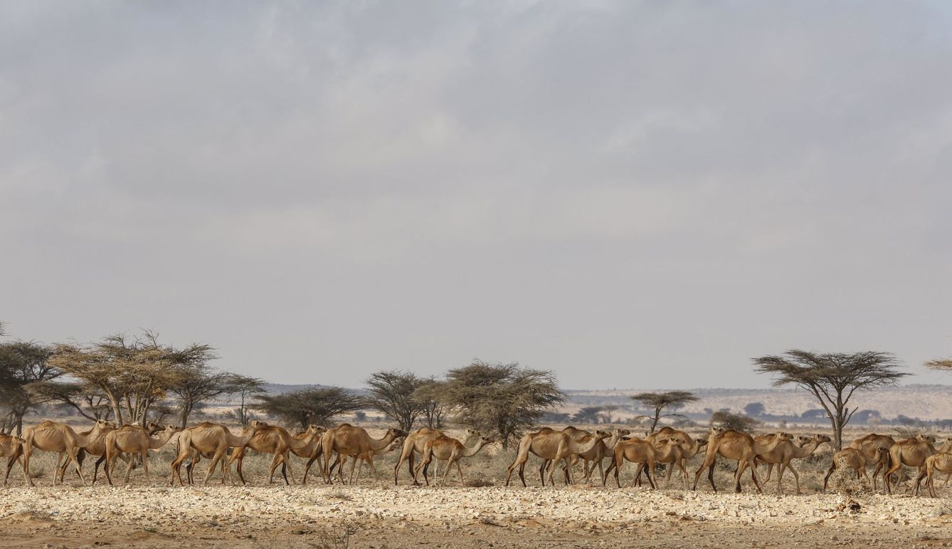 Un rebaño de camellos en Qardho, en la región semiautónoma somalí de Puntland. (EFE)