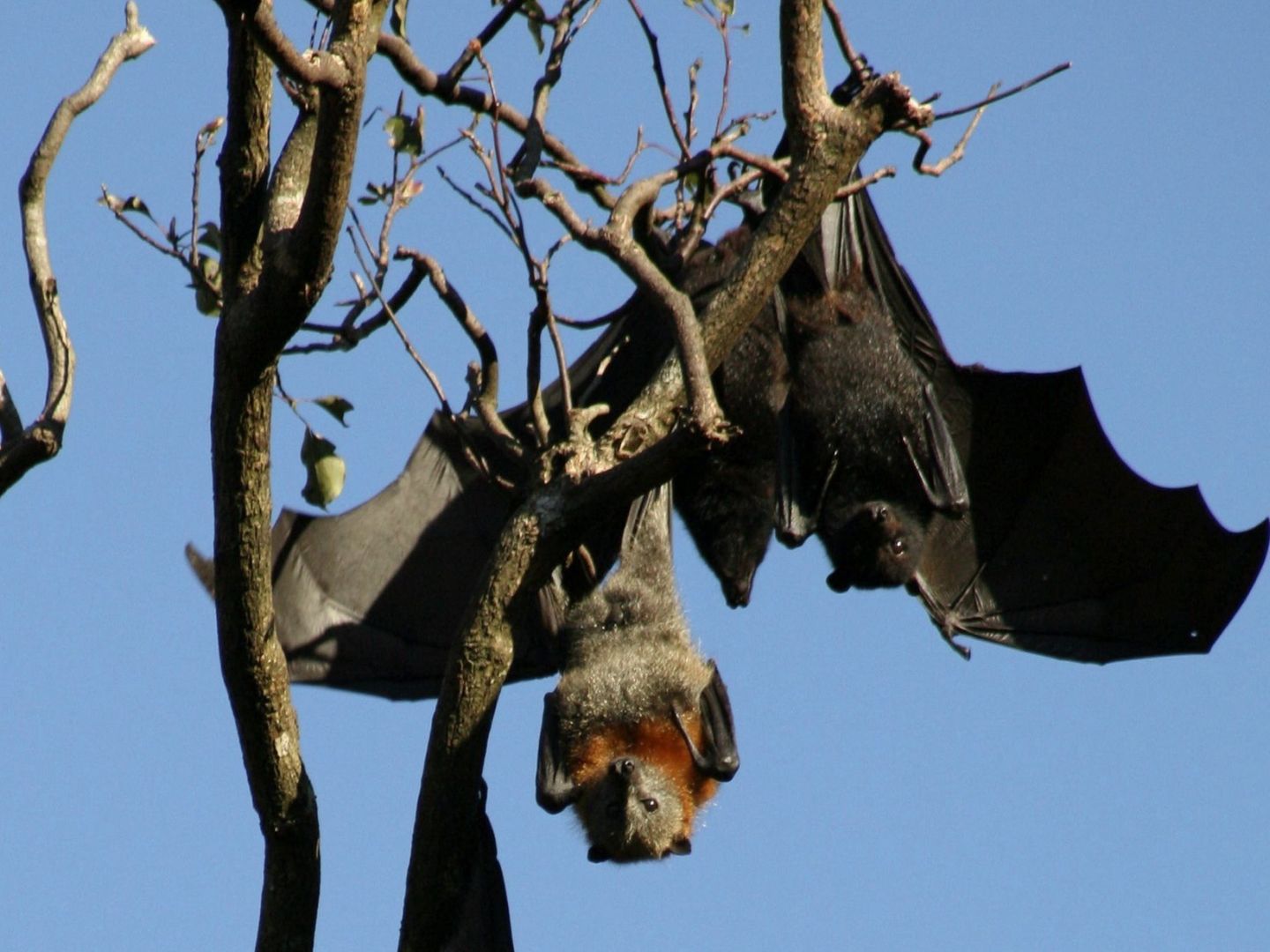 Los murciélagos son uno de los principales reservorios de los coronavirus. (Foto: EFE)