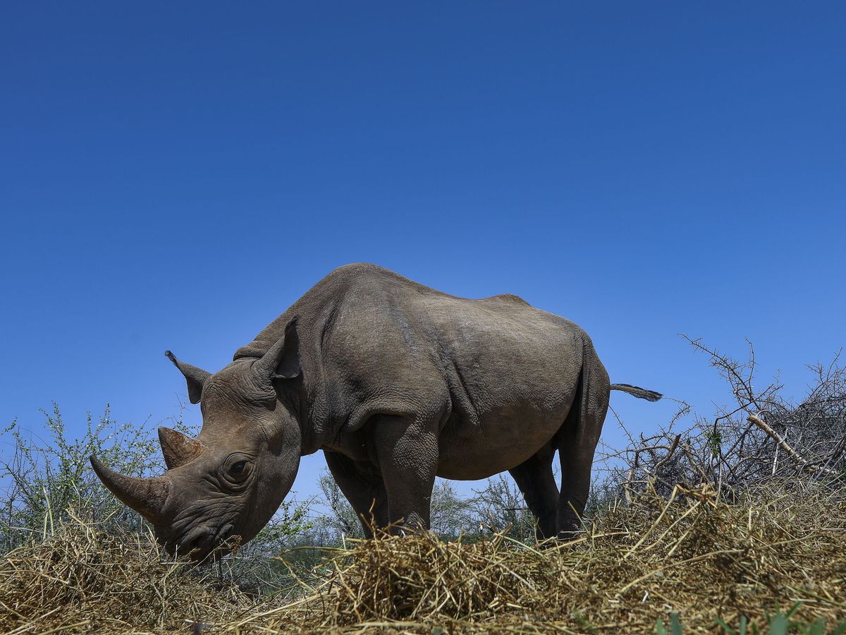 Foto: El rinoceronte negro está al borde la extinción. (EFE/D.Irungu)