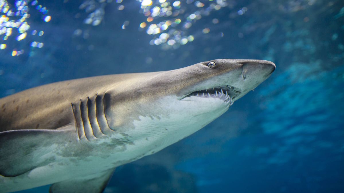 Alertan de la situación de los tiburones y piden más protección ante su declive