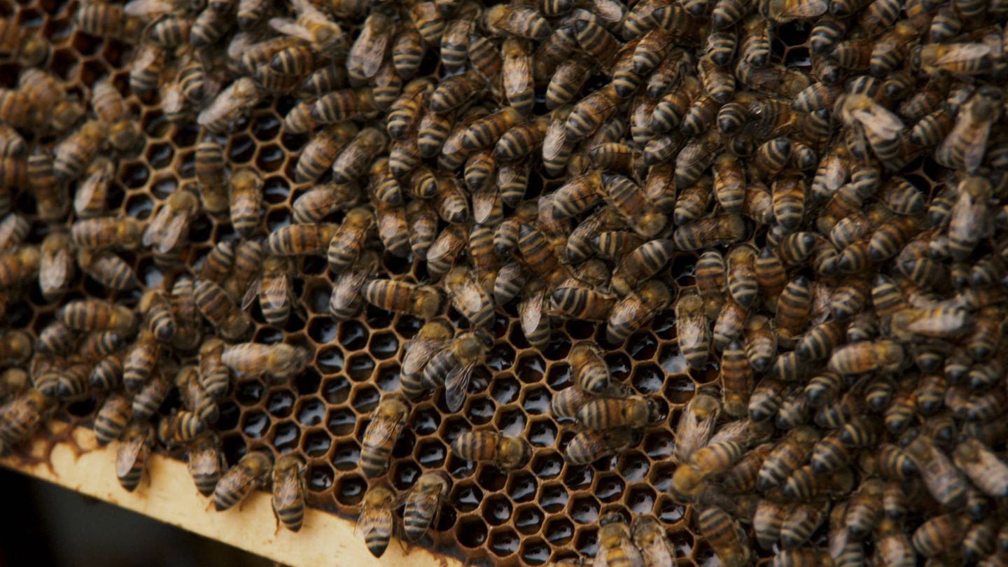 La industria de la producción de miel se enfrenta al problema de la adulteración. (Netflix) 