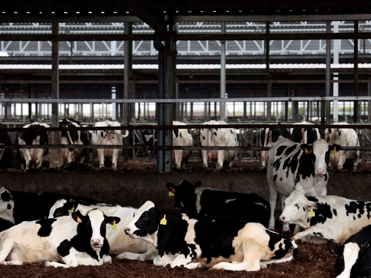 Foto: Granja More Holstein en Bétera, en enero de 2022. (EFE/Ana Escobar)