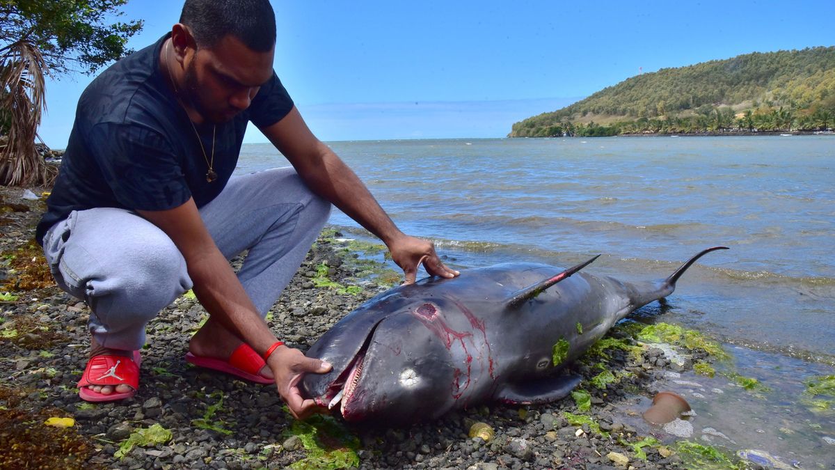 El desgarrador vídeo de un delfín que intenta salvar a su cría de un derrame de petróleo