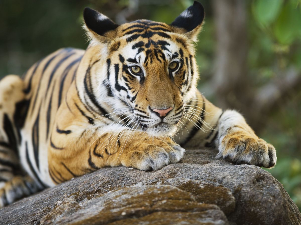 Foto: Tigre de Bengala. (EFE)