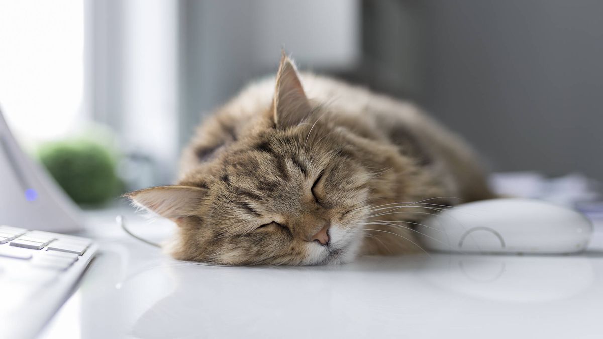  ¿Por qué los gatos se pasan durmiendo tantas horas al día? La clave está en el 'tapetum'