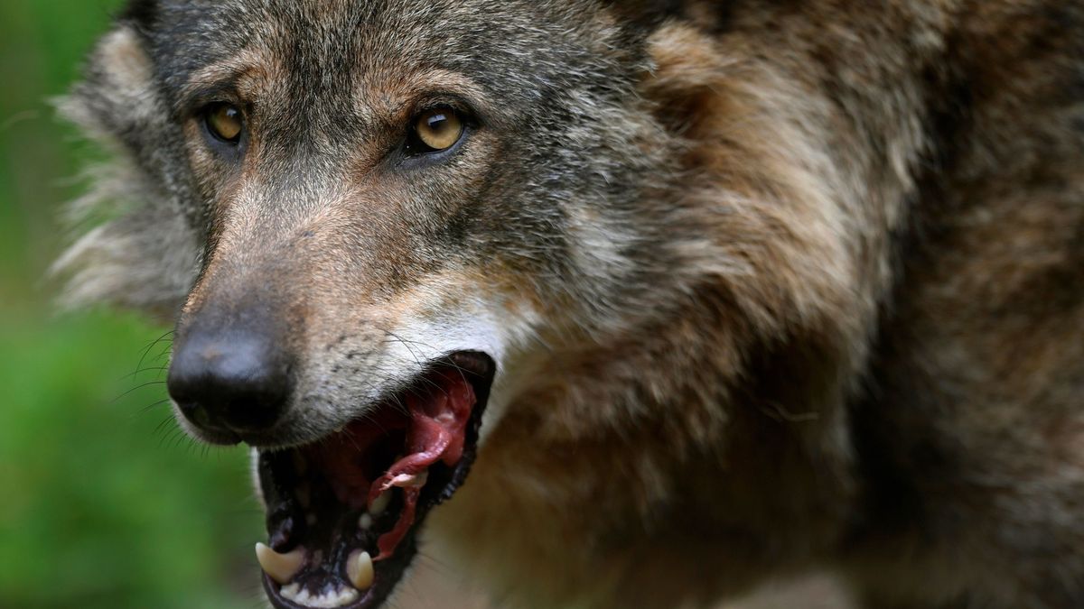 Las CCAA llevan su lucha contra Ribera y su defensa del lobo a la Justicia europea