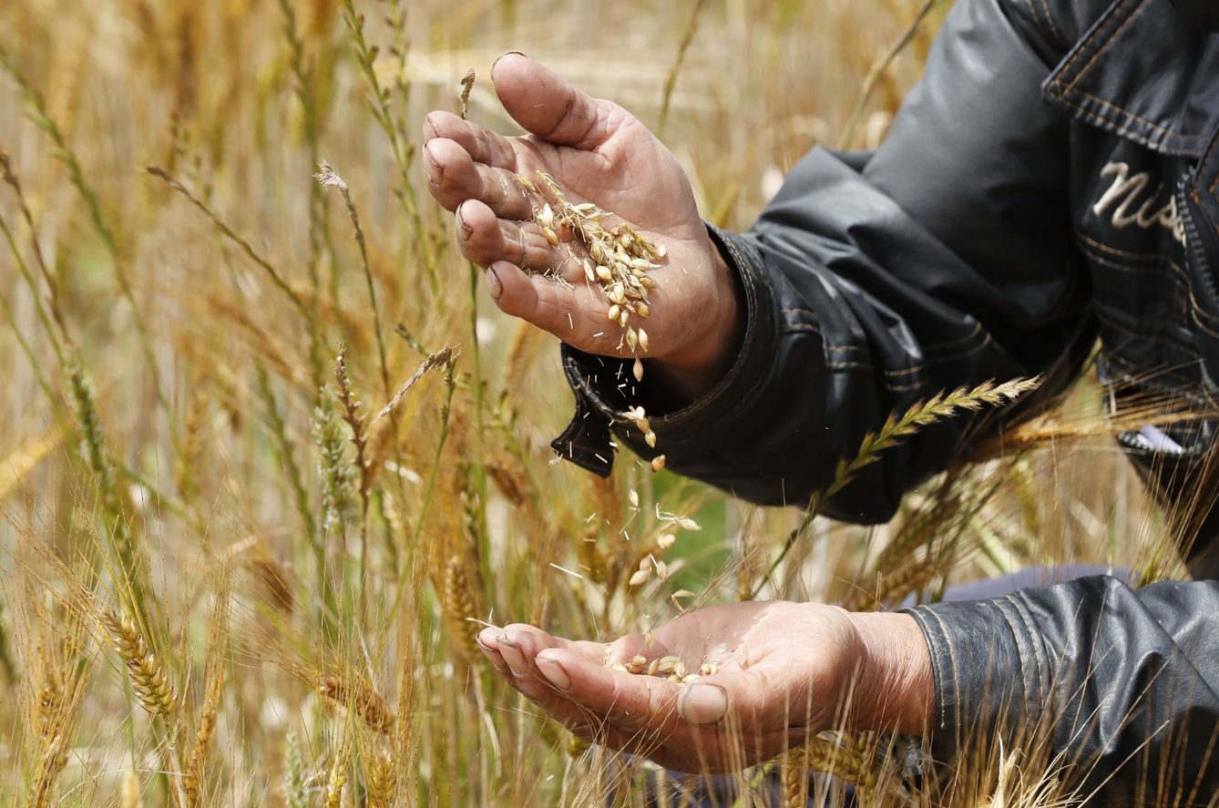 Los cultivos de cereal están bajando de rendimiento (EFE/M.Dueñas)