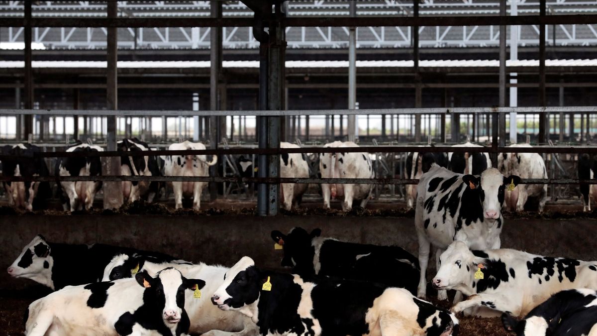 Colza, vacas locas y otras crisis alimentarias mal gestionadas