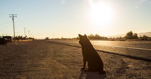 Foto: Perro en la carretera (iStock)