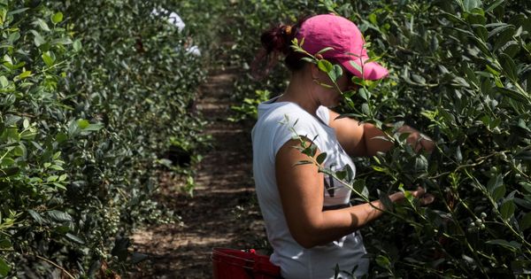 Foto: Una trabajadora durante la recolección de un cultivo en una finca de Huelva