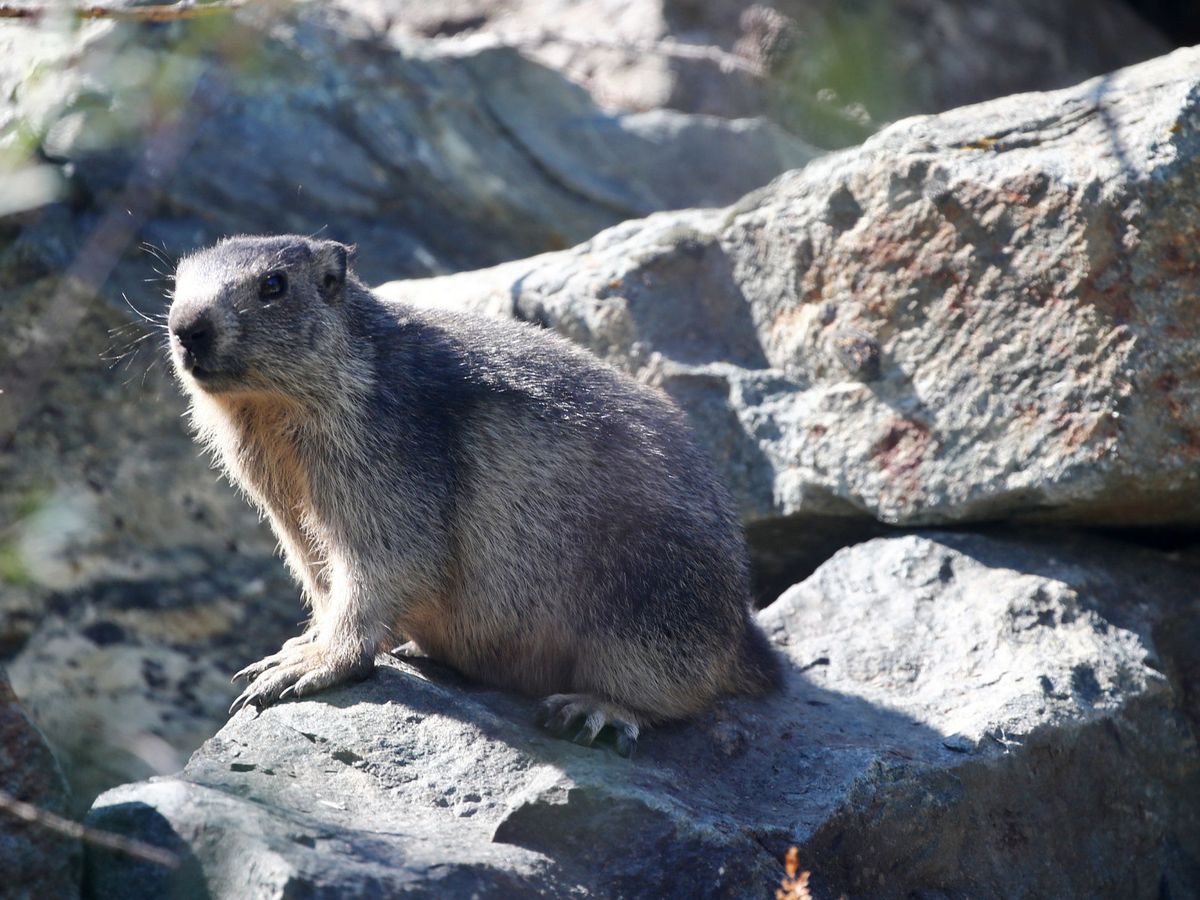 Foto: Una marmota, posible transmisora. (Reuters)