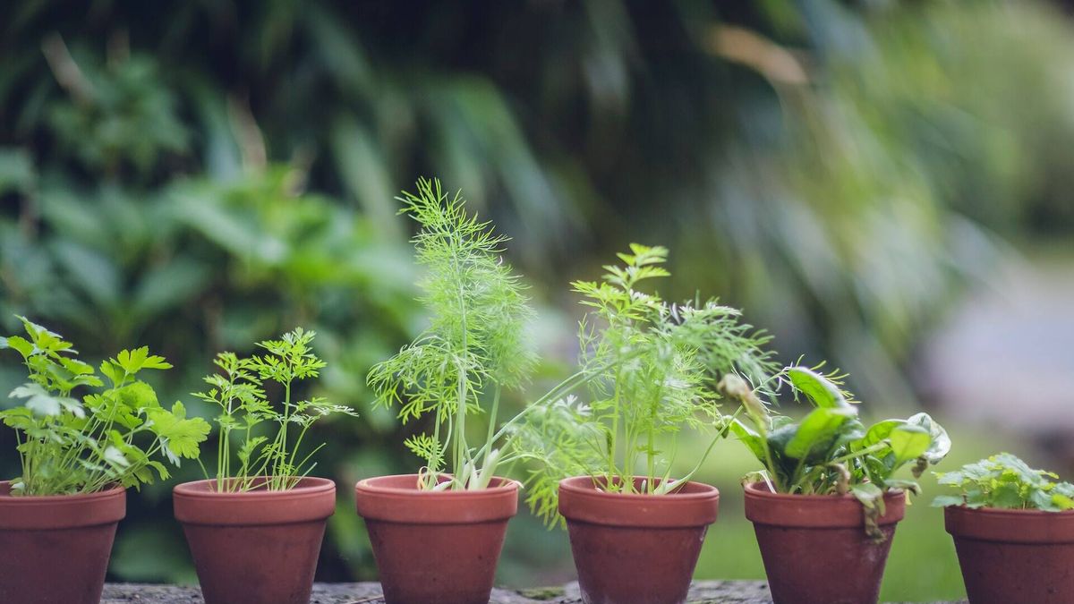 ¿Cuáles son las mejores plantas aromáticas para plantar en el balcón?