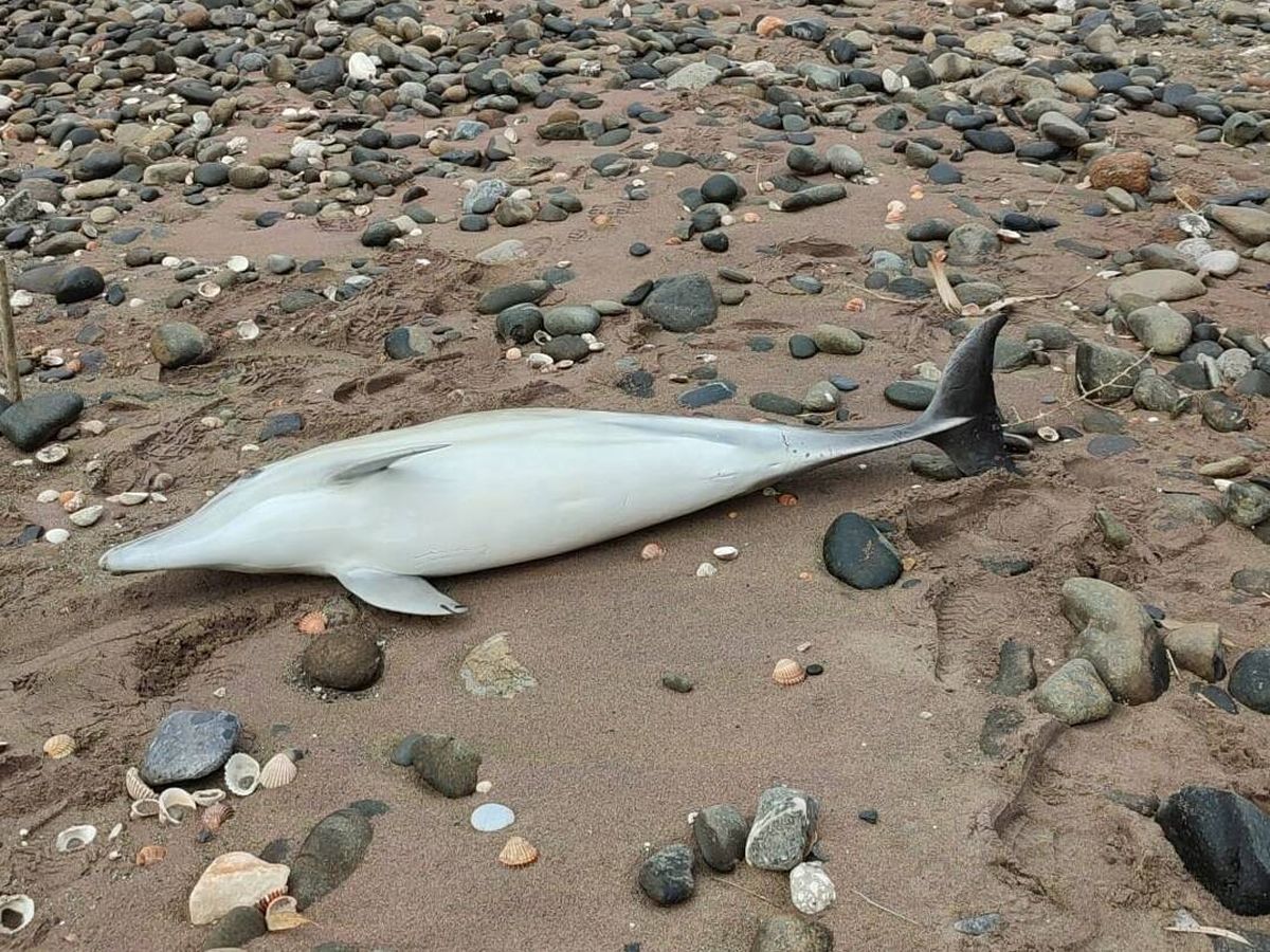 Foto: Delfín muerto hallado en la orilla de la playa.