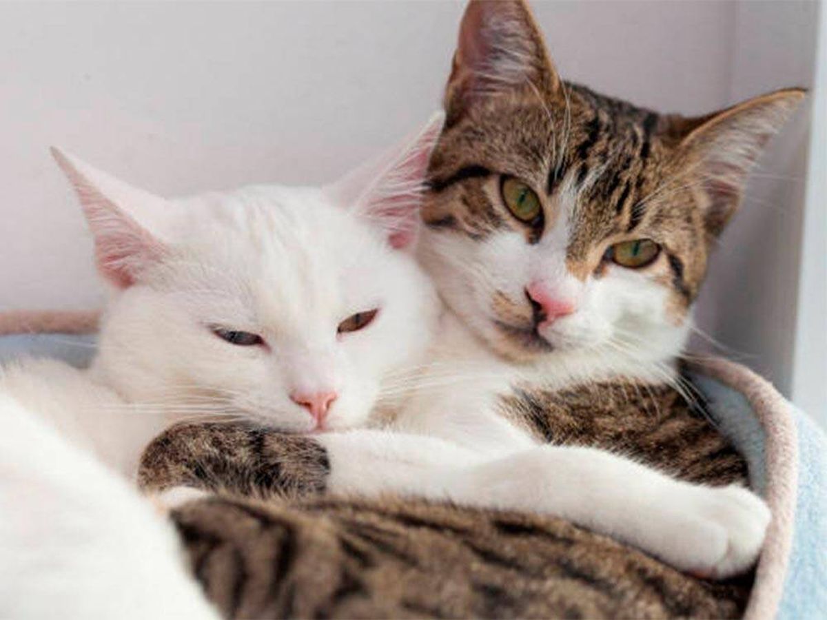 Foto: ¡El trabajo perfecto! Una pareja británica ofrece 65.500 euros al año por cuidar a sus dos gatos (iStock)
