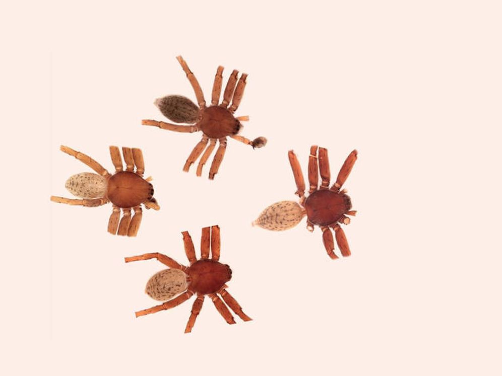 Foto: Las cuatro nuevas especies de arañas rockeras: brucedickinsoni, klausmeinei, rickalleni y andrematosi (Foto: Facebook/Instituto Butantan)
