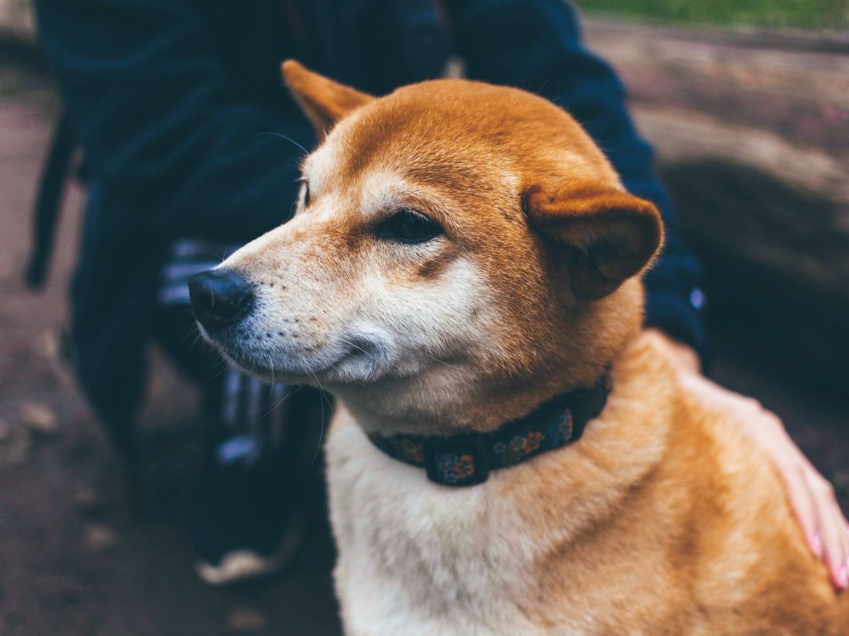 Foto: Estos son los collares prohibidos para tus perros por la nueva Ley de Bienestar Animal de 2023 (Imagen: Pixabay)