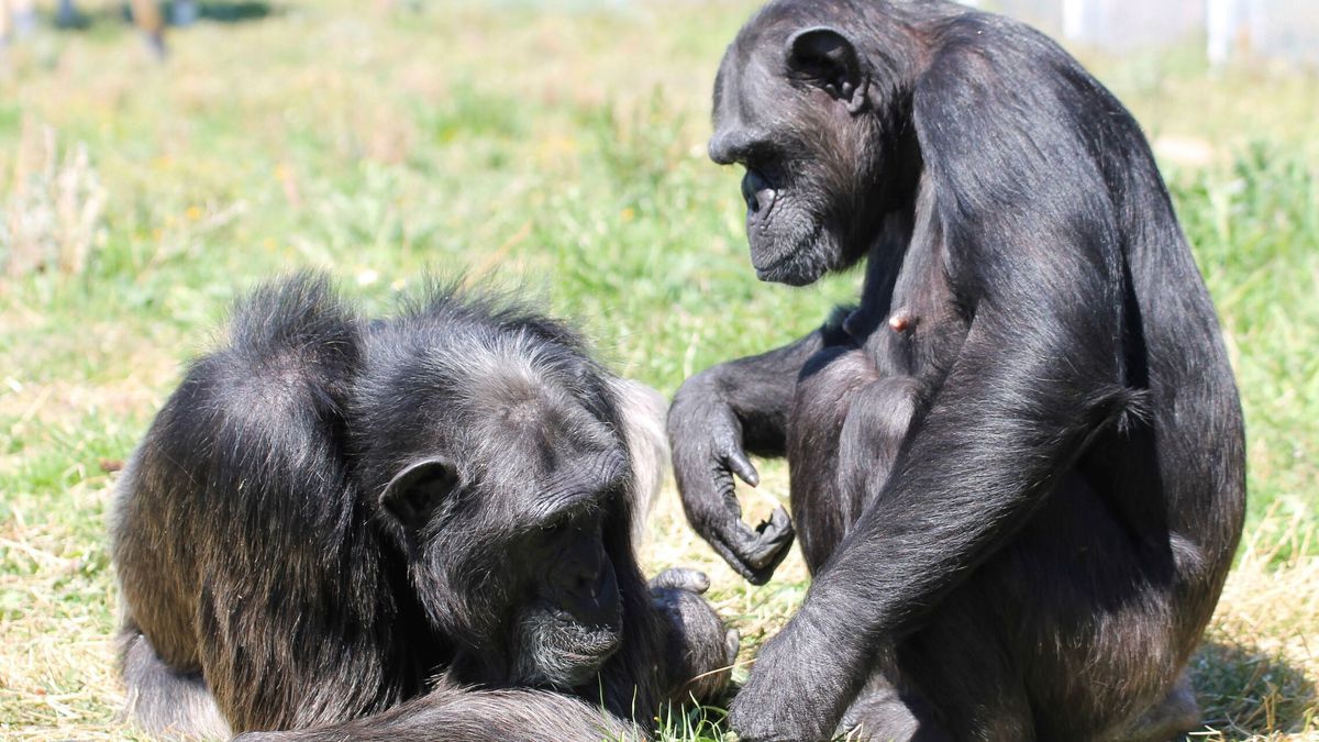 Un zoológico prohíbe la entrada a una mujer por tener un 'romance' con un chimpancé