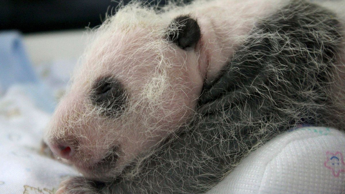 Los bebés de oso panda nacen "sin cocinar" y nadie sabe por qué