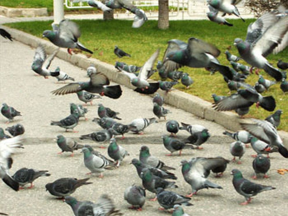 Foto: Las plagas de las ciudades tienen alas: palomas, gaviotas y estorninos