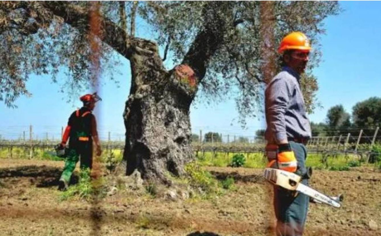 En el sur de Italia se han tenido que cortar un millón de olivos y otro millón ha muerto.