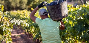 Post de El fantasma que acecha a los vinos Rioja: arrancar viñedos para evitar el colapso
