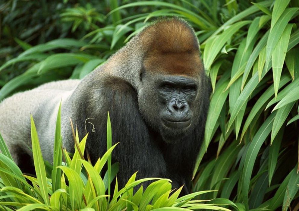 Foto: Ejemplar de gorila adulto