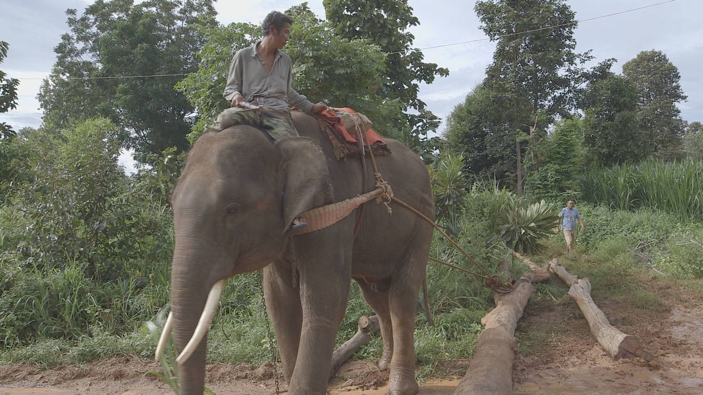 Elefante maltratado que logrará rescatar Frank Cuesta (DMAX)