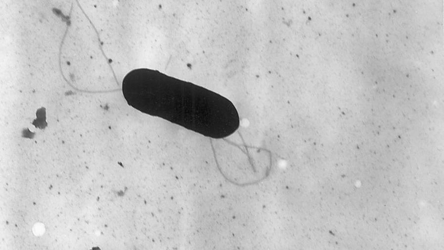 Imagen de la bacteria. 