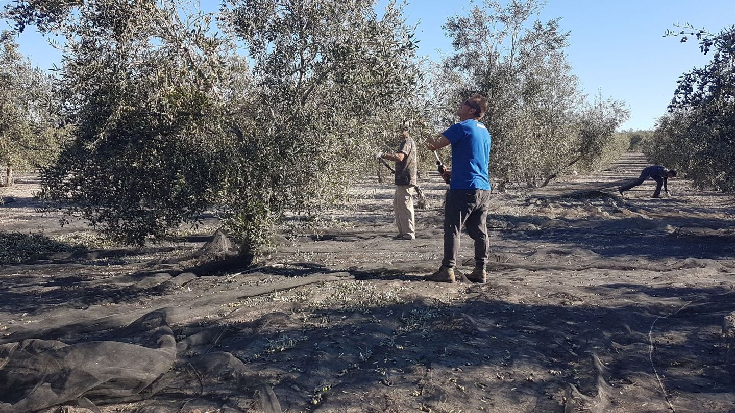 Unas personas trabajan en la recogida de la aceituna en la localidad sevillana de Arahal. (EFE)