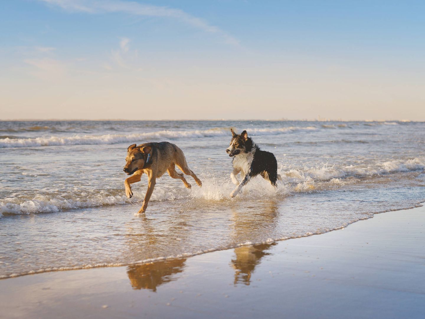 Dos perros corren por la orilla de una playa. (iStock)