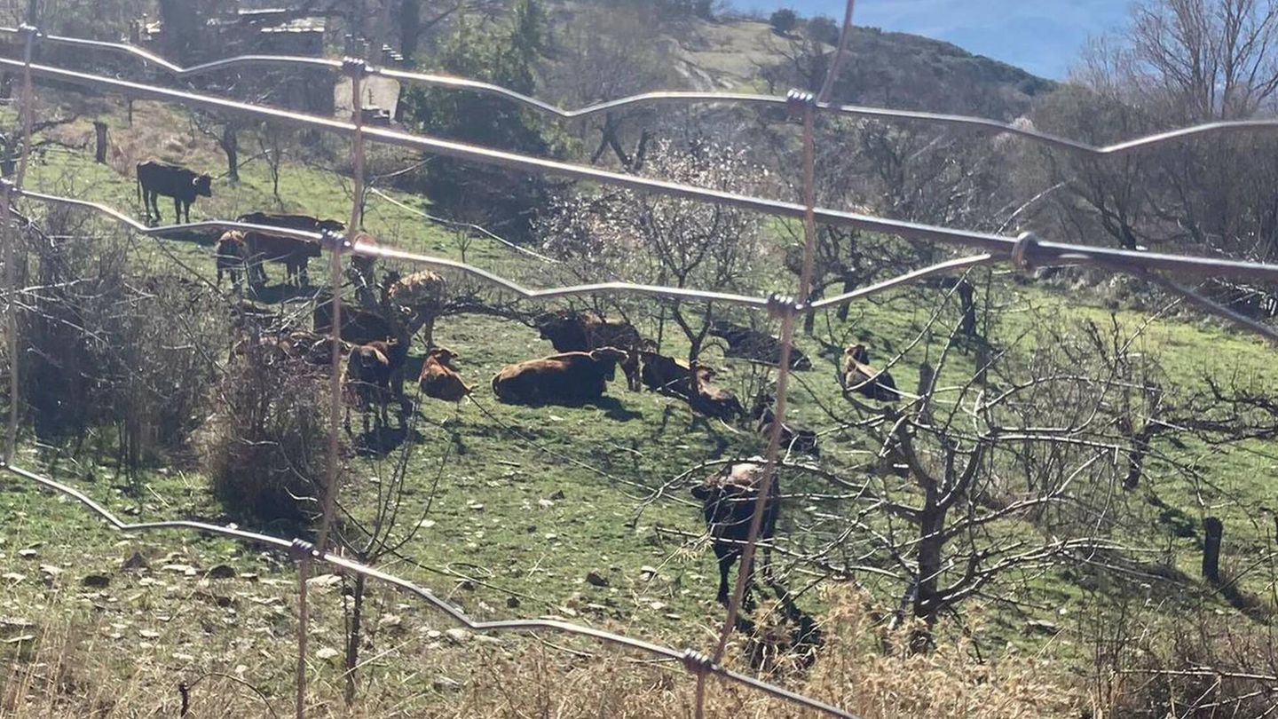 Algunas de las vacas capturadas por el Consistorio. (Ayuntamiento de Bayárcal)