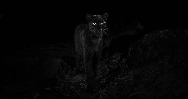 Foto: Espectacular imagen del leopardo negro africano en medio de la oscuridad (Foto: Twitter Will Burrard-Lucas)